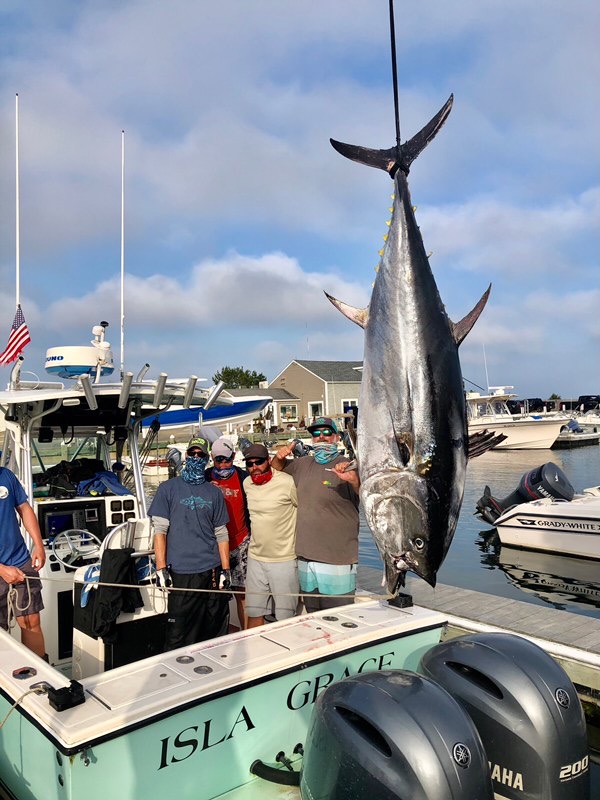 atlantic bluefin tuna feeding