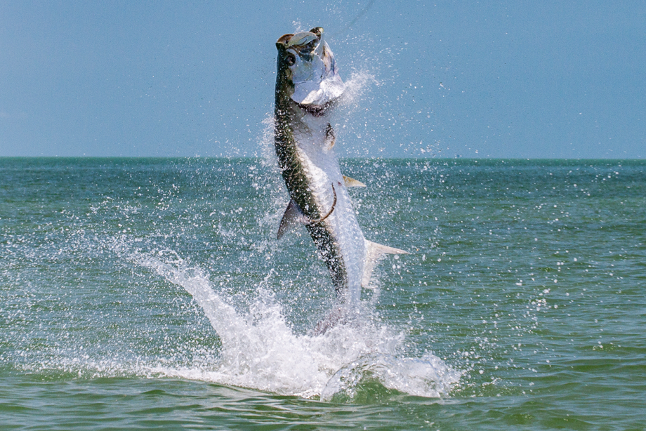 Flats Fishing Florida Keys