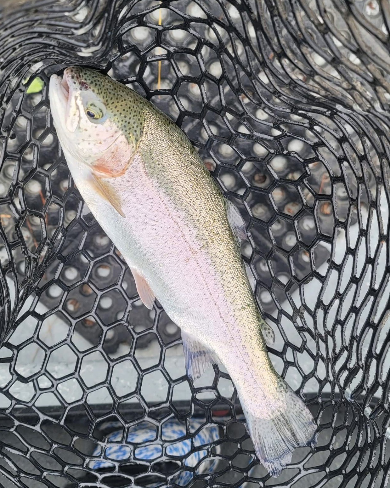 How To Catch & Release Fish