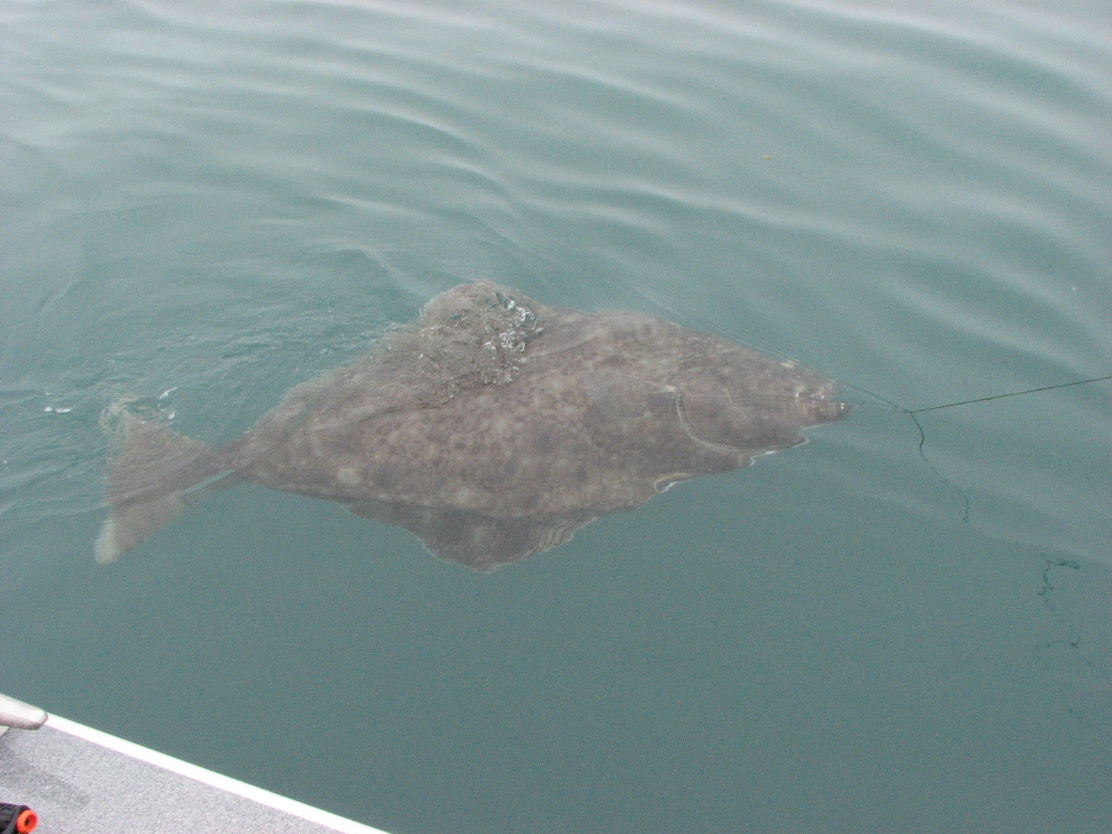 Flounder Vs Fluke Vs Halibut What's The Difference?