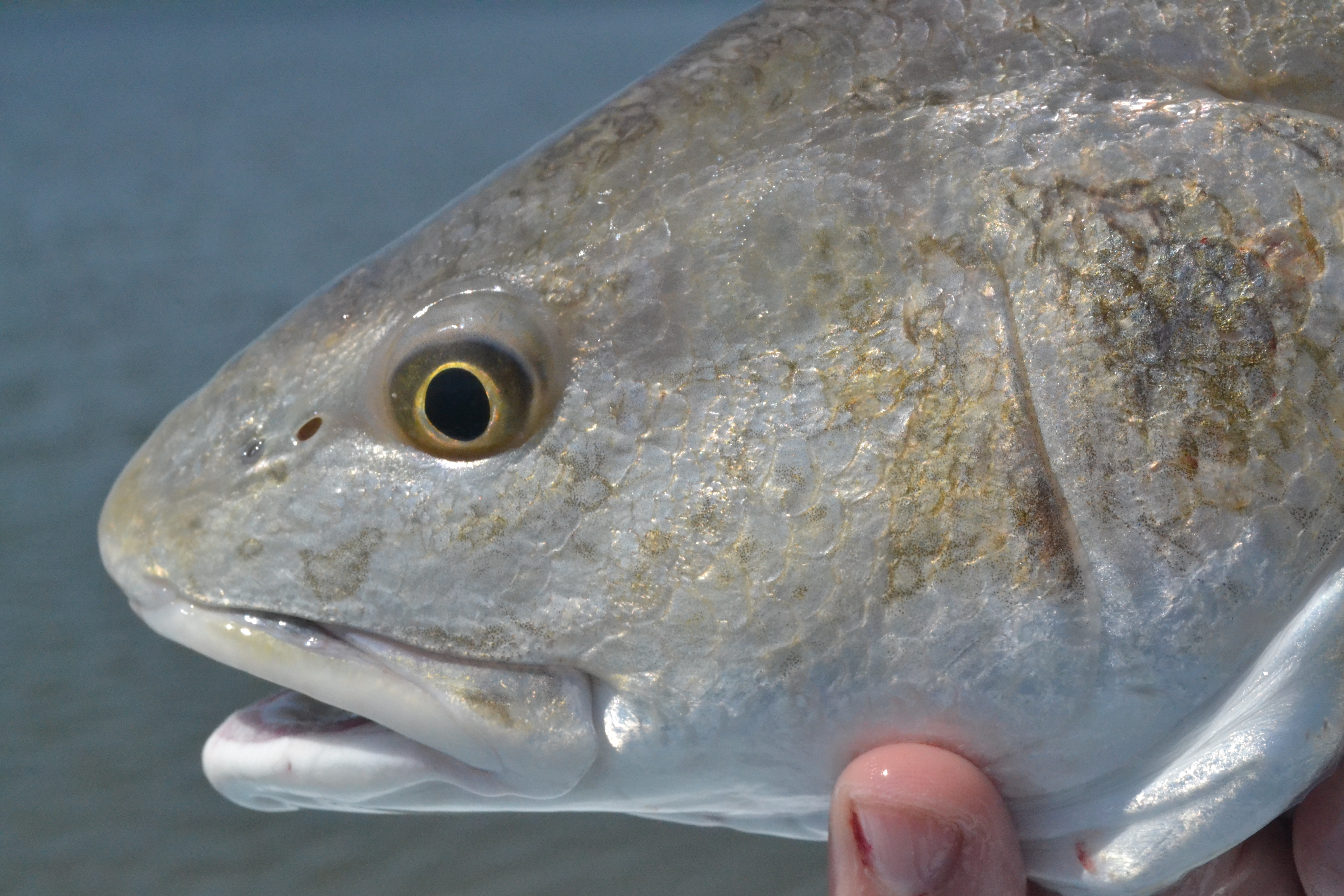 Catching redfish and black drum while fishing in Aransas Pass