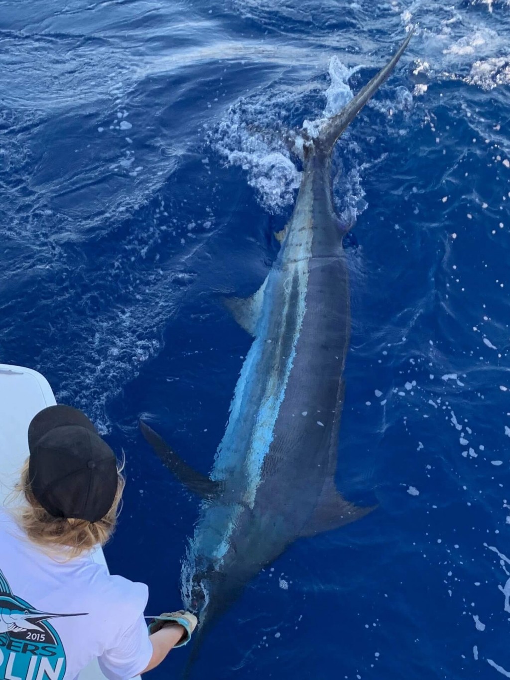 Swordfish Vs Marlin Vs Sailfish What Is The Difference?