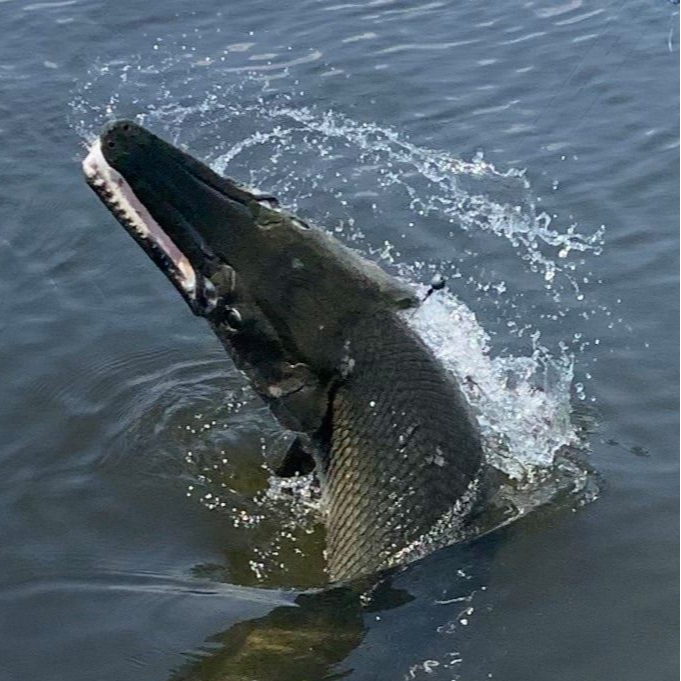 Alligator Gar Fishing Guides in Lake Pontchartrain
