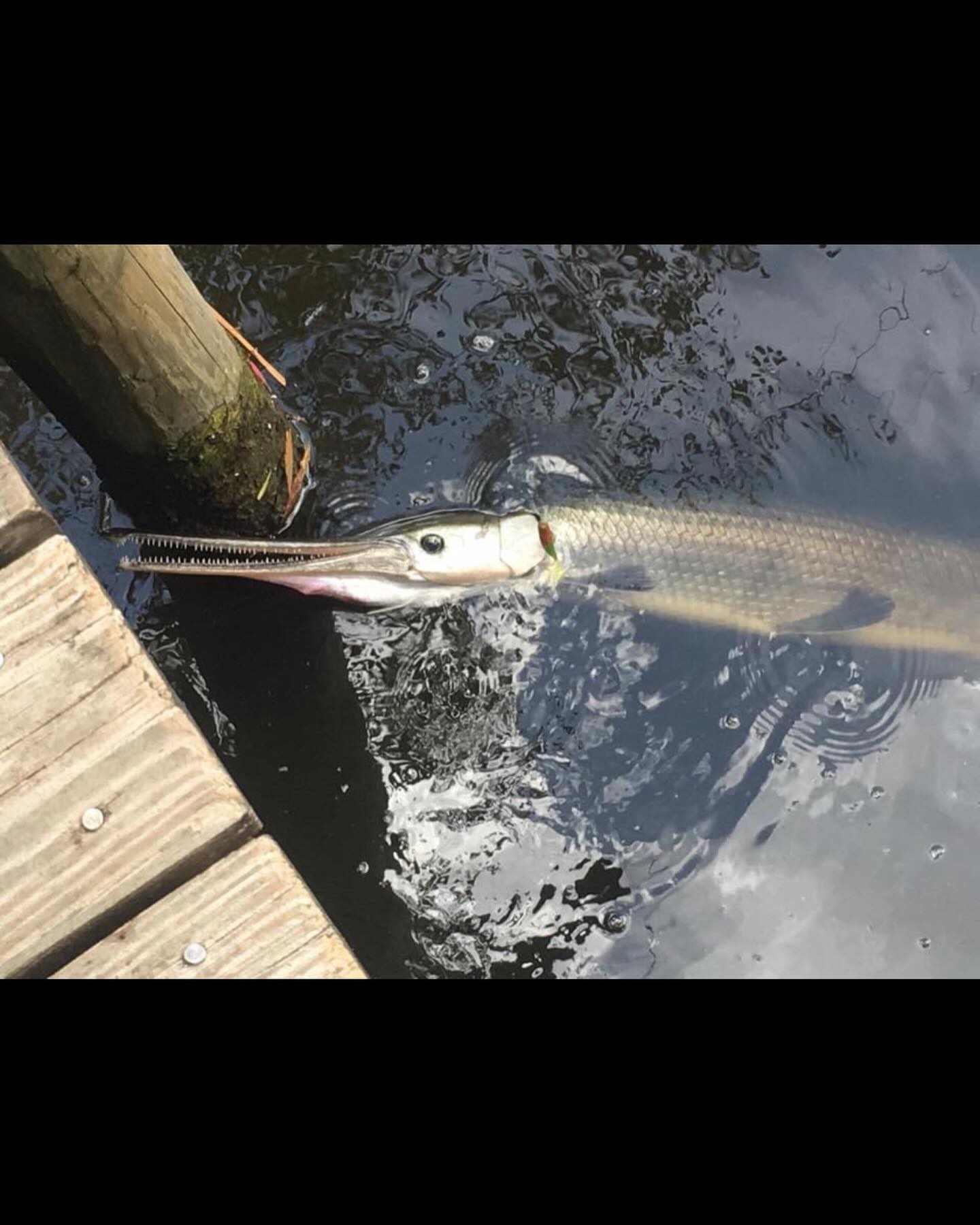 Florida gar