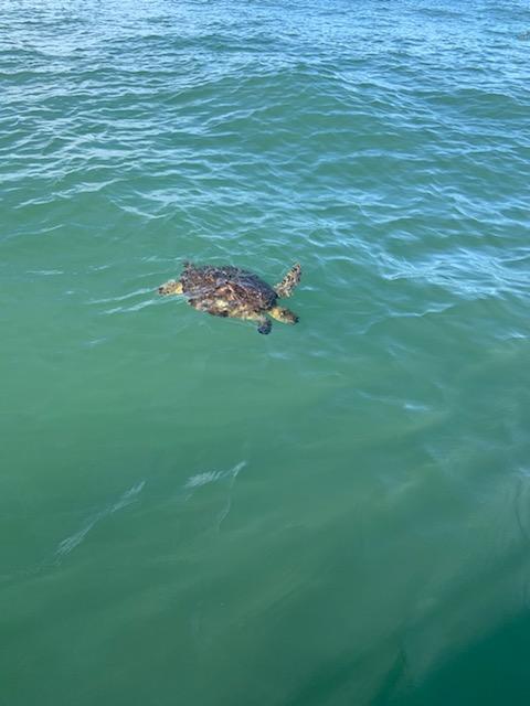 Morning fishing trip