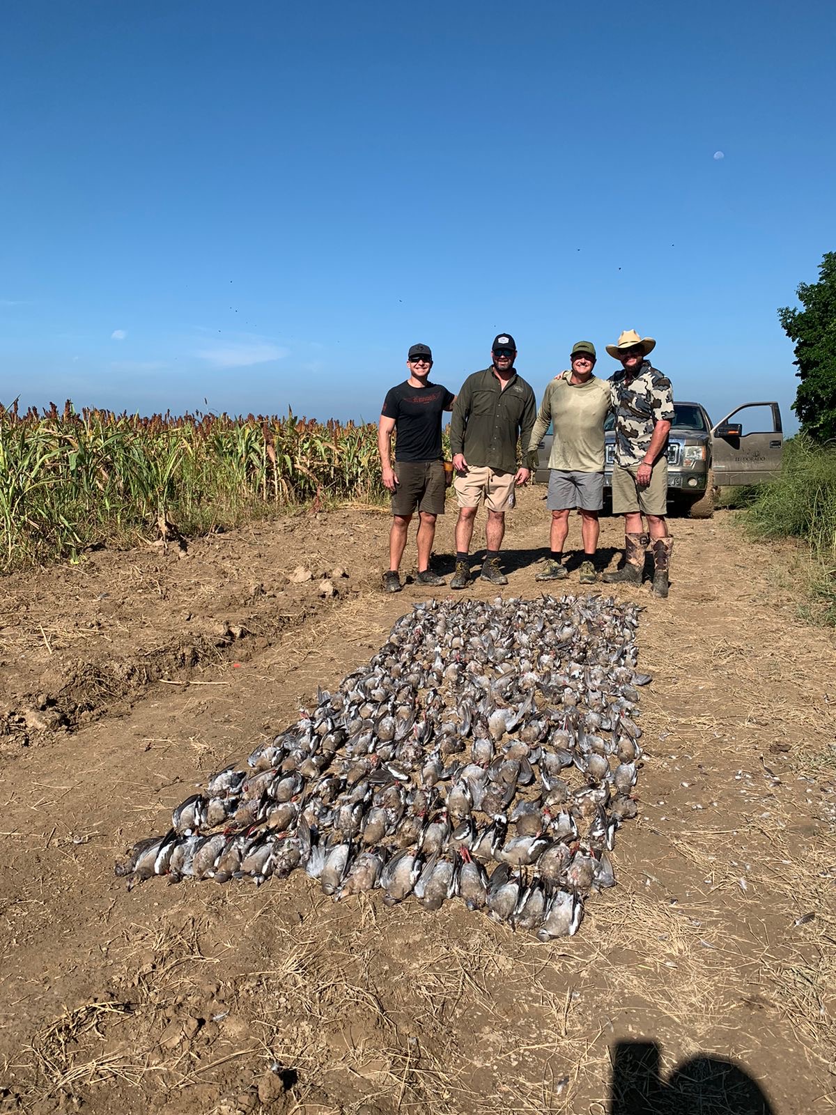 Is Your Alabama Dove Hunting Trip Legal? Find Out Now! - 7yhh5id