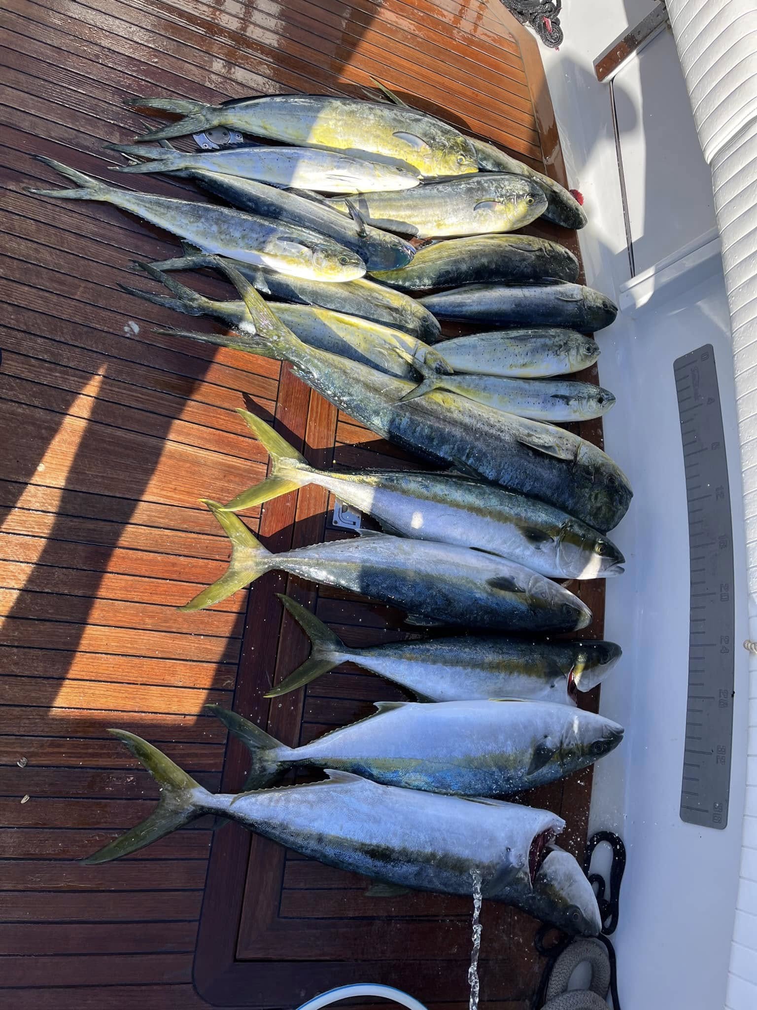 The 15 Best Bluefin Tuna Fishing Charters in San Diego