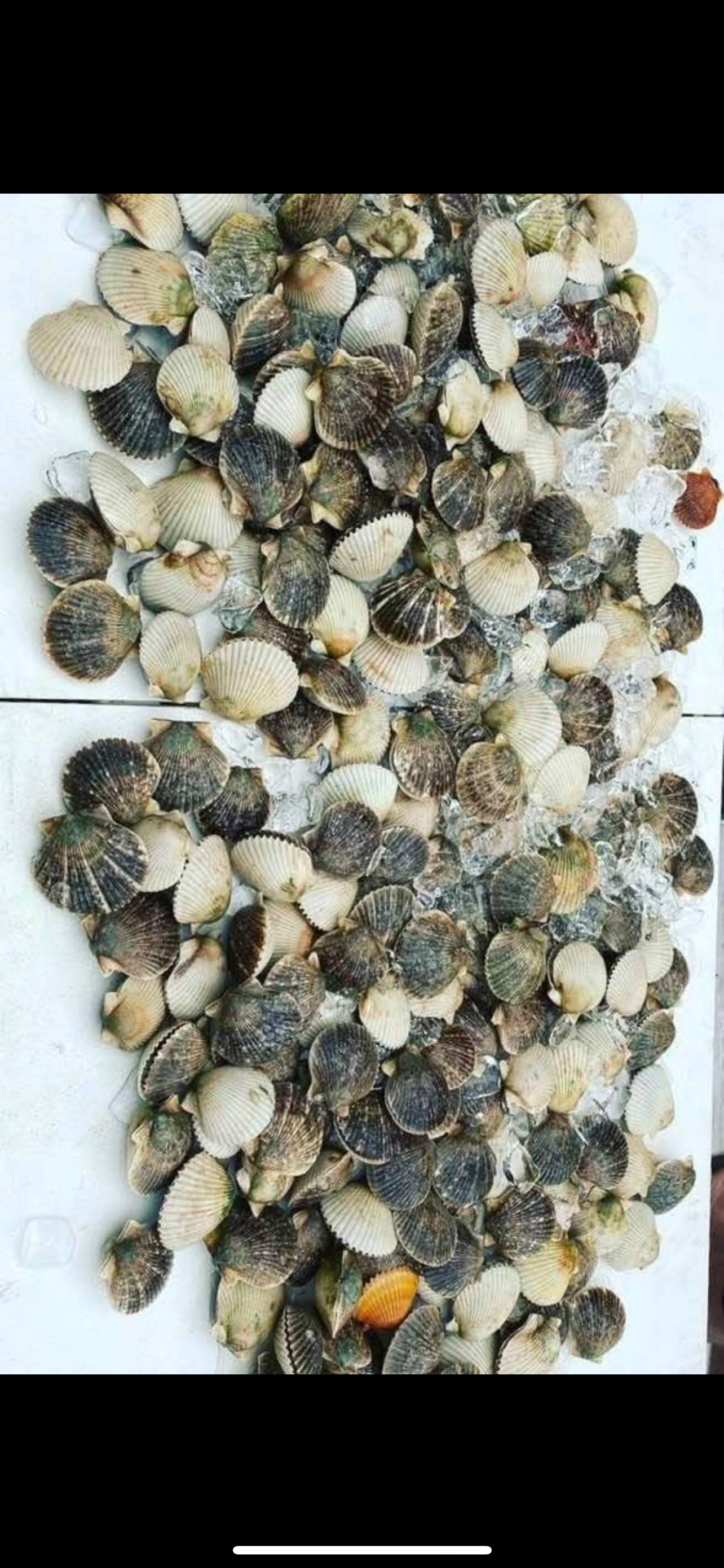 Scalloping (Easter egg hunt)